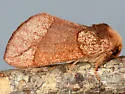 Datana robusta - Hodges#7909 - photo 4
