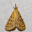 Daulia arizonensis - Hodges#5296 - photo 2