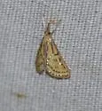 Daulia arizonensis - Hodges#5296 - photo 3