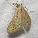 Daulia arizonensis - Hodges#5296 - photo 4