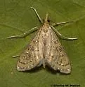 Daulia arizonensis - Hodges#5296 - photo 5