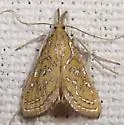 Glittering Magdalena Moth - Hodges#5295