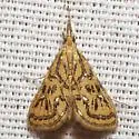 Glittering Magdalena Moth - Hodges#5295 - photo 2
