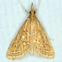 Glittering Magdalena Moth - Hodges#5295 - photo 3
