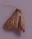 Glittering Magdalena Moth - Hodges#5295 - photo 4