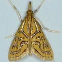 Glittering Magdalena Moth - Hodges#5295 - photo 5
