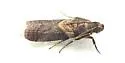 Papaya Webworm - Hodges#5732 - photo 2