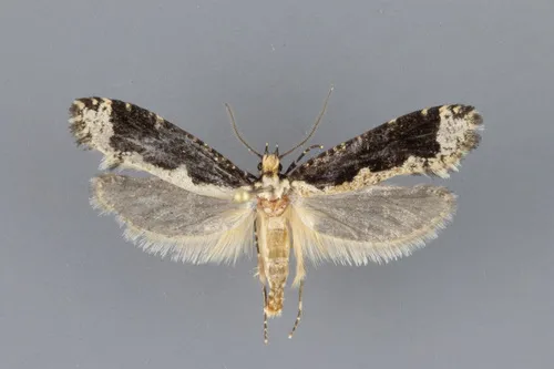 Daviscardia coloradella - Hodges#0312
