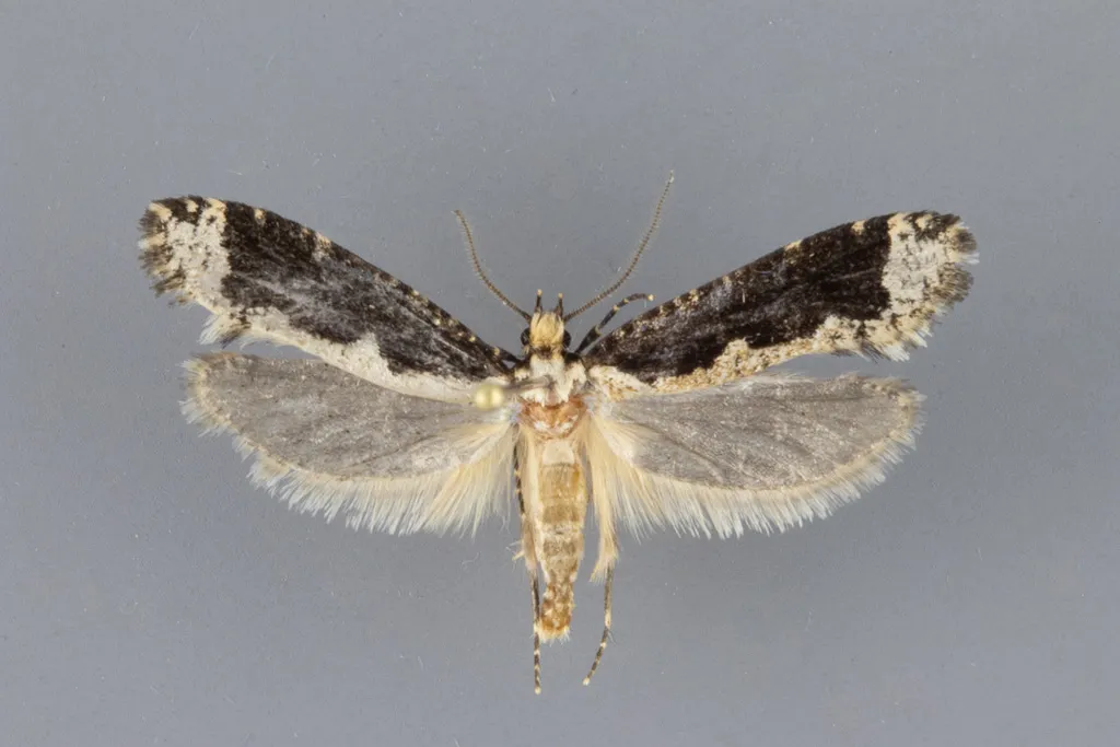 Daviscardia coloradella - Hodges#0312 - photo 2