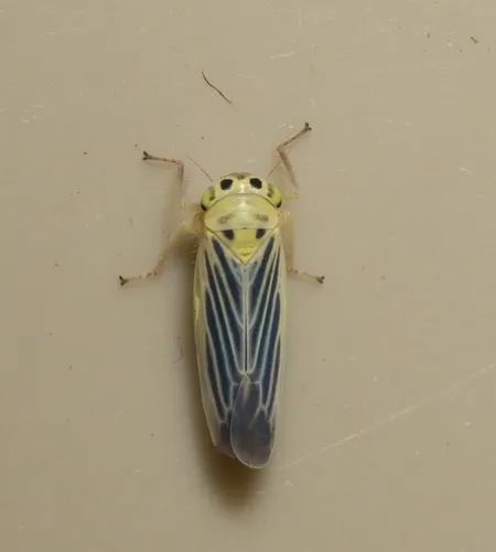 Davisonia americana - Davisonia americana