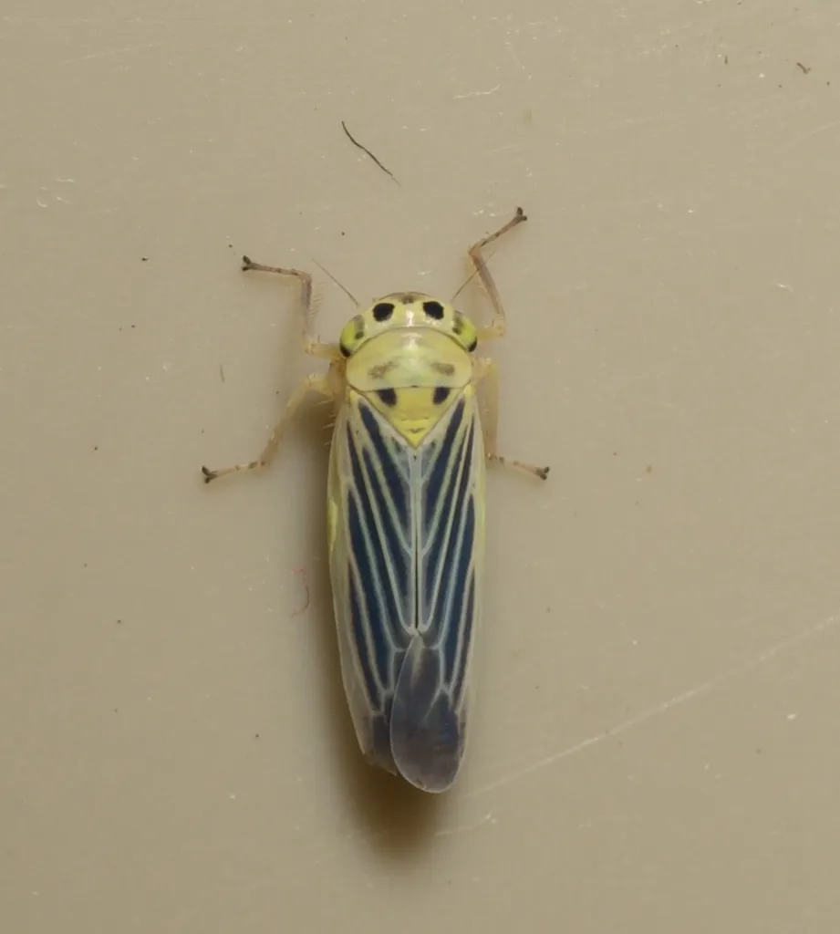 Davisonia americana - photo 2