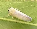 Davisonia major