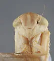 Davisonia snowi - photo 3