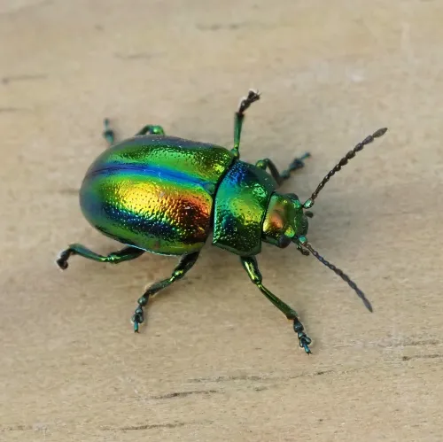 Dead-nettle Leaf Beetle