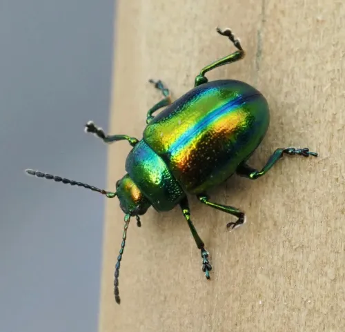 Dead-nettle Leaf Beetle - photo 2