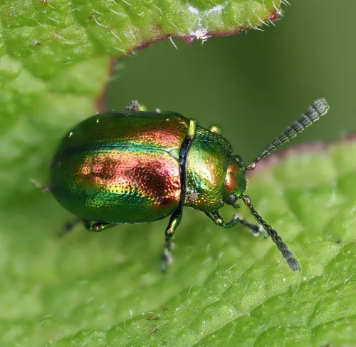 Dead-nettle Leaf Beetle - photo 3