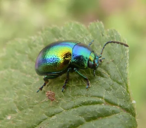 Dead-nettle Leaf Beetle - photo 4