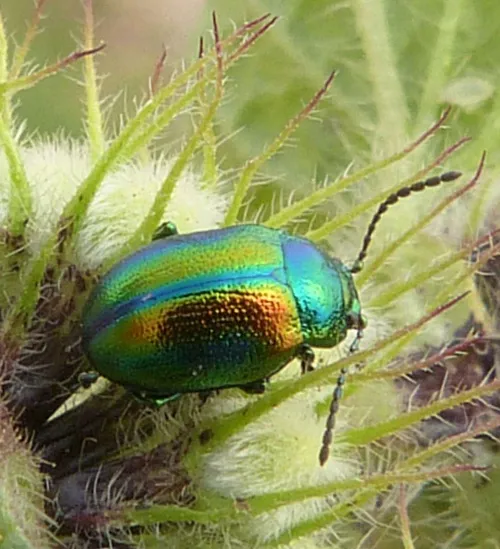 Dead-nettle Leaf Beetle - photo 5