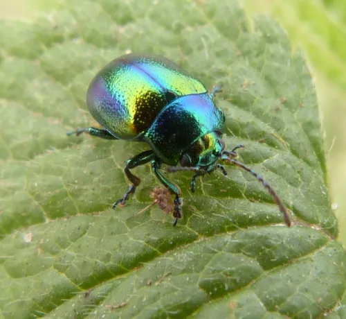 Dead-nettle Leaf Beetle - photo 6