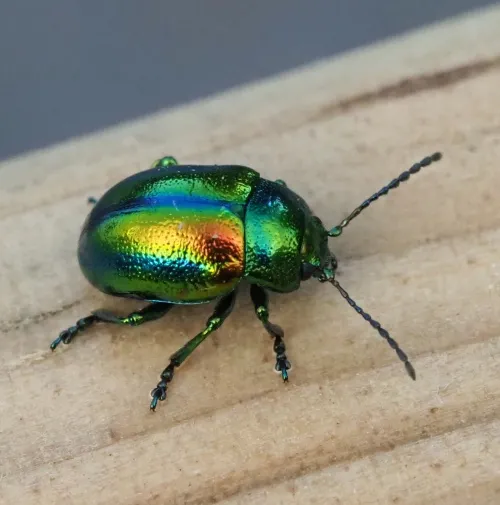 Dead-nettle Leaf Beetle - photo 7