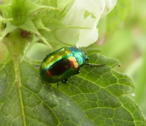 Dead-nettle Leaf Beetle - photo 8