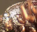 Dearthrus stebbinsi - photo 5