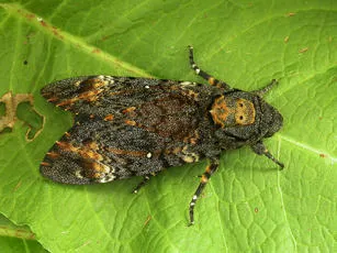 Death's-head Hawk-moth