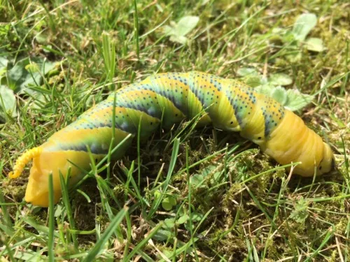 Death's-head Hawk-moth - photo 2