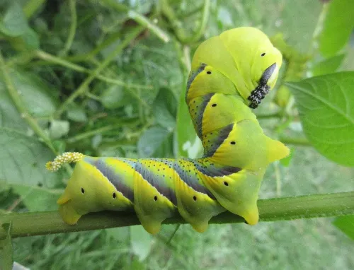 Death's-head Hawk-moth - photo 3