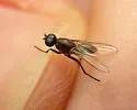 Decachaetophora aeneipes