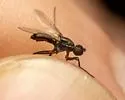 Decachaetophora aeneipes - photo 3