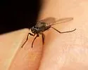 Decachaetophora aeneipes - photo 4