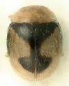 Decadiomus bahamicus - Decadiomus bahamicus