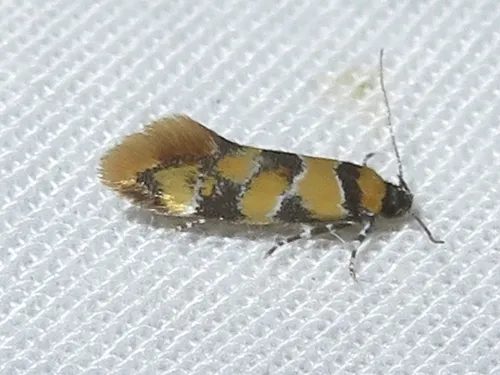 Reticulated Decantha Moth - Hodges#1042
