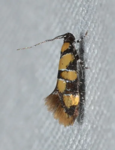 Reticulated Decantha Moth - Hodges#1042 - photo 2