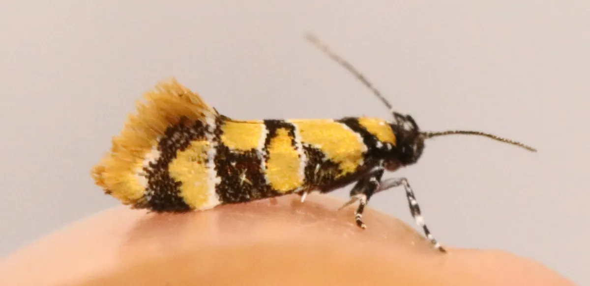 Reticulated Decantha Moth - Hodges#1042 - photo 5