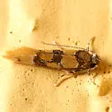 Decantha stecia - Hodges#1043 - Decantha stecia