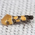 Decantha stecia - Hodges#1043 - photo 2