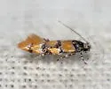 Decantha stecia - Hodges#1043 - photo 3
