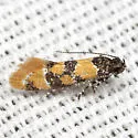 Decantha stecia - Hodges#1043 - photo 4