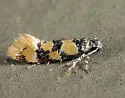 Decantha stecia - Hodges#1043 - photo 5