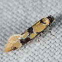Decantha stonda - Hodges#1045