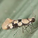 Decantha stonda - Hodges#1045 - photo 2