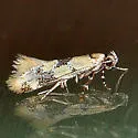 Decantha stonda - Hodges#1045 - photo 3