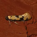 Decantha stonda - Hodges#1045 - photo 4