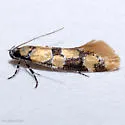 Decantha stonda - Hodges#1045 - photo 5