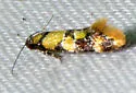 Decantha tistra - Hodges#1044