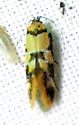 Decantha tistra - Hodges#1044 - photo 2