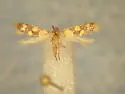Decantha tistra - Hodges#1044 - photo 3