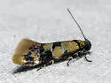 Decantha tistra - Hodges#1044 - photo 5